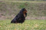 CAVALIER KING CHARLES 778